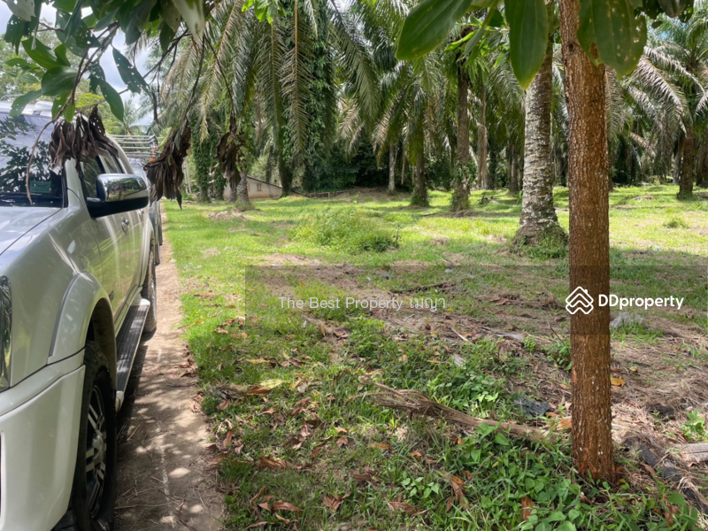 ขาย - ที่ดินท่าแซะ ชุมพร, ชุมพร