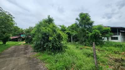 ขาย - ขายที่ดิน ตําบล โพงาม อ.สรรคบุรี จ.ชัยนาท, ชัยนาท