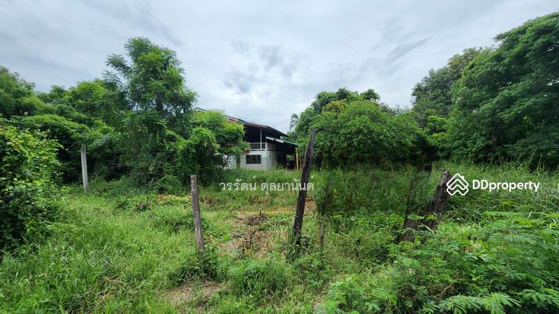 ขาย - ขายที่ดิน ตําบล โพงาม อ.สรรคบุรี จ.ชัยนาท, ชัยนาท
