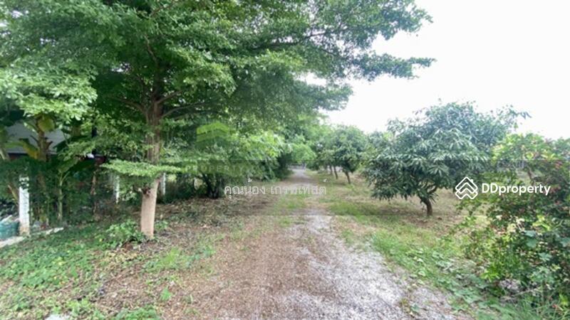 ขาย - ที่ดินบ้านห้วยคู้, สุพรรณบุรี