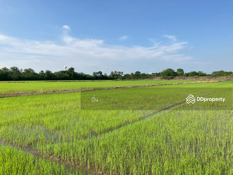 ขาย - 16110, สิงห์บุรี