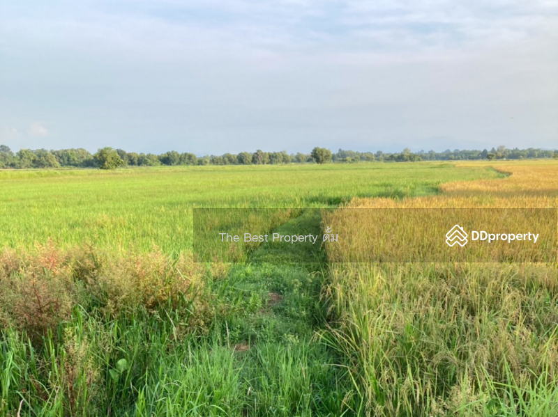 ขาย - ที่ดินปากพลี นครนายก, นครนายก