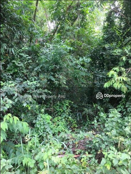 For Sale - ที่ดินโคกปี่ฆ้อง สระแก้ว, Sa Kaeo