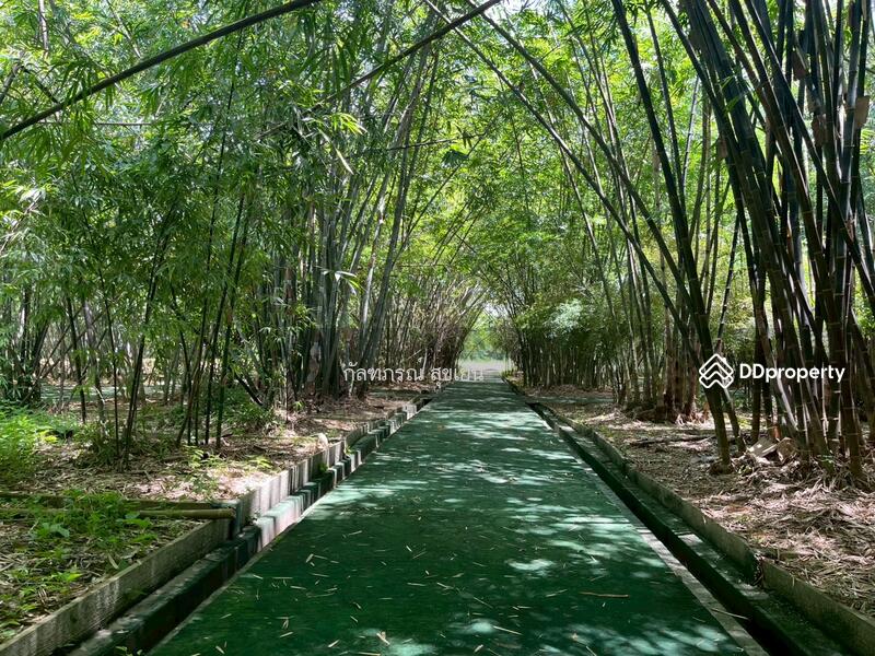 ขาย - ที่ดิน 58-1-60 ไร่ ปลูกไผ่ทอง พร้อมเรือนไม้สัก ต.หนองหญ้าปล้อง อ.หนองหญ้าปล้อง จ.เพชรบุรี, เพชรบุรี