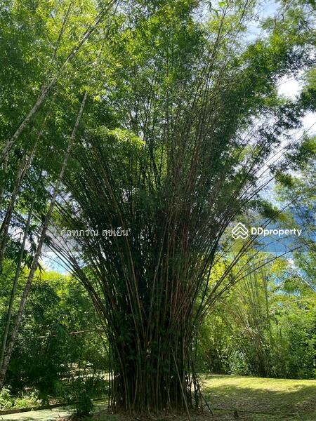ขาย - ที่ดิน 58-1-60 ไร่ ปลูกไผ่ทอง พร้อมเรือนไม้สัก ต.หนองหญ้าปล้อง อ.หนองหญ้าปล้อง จ.เพชรบุรี, เพชรบุรี