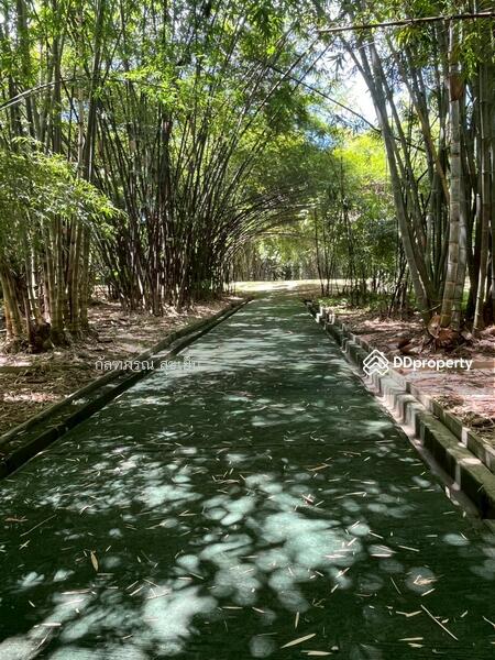 ขาย - ที่ดิน 58-1-60 ไร่ ปลูกไผ่ทอง พร้อมเรือนไม้สัก ต.หนองหญ้าปล้อง อ.หนองหญ้าปล้อง จ.เพชรบุรี, เพชรบุรี