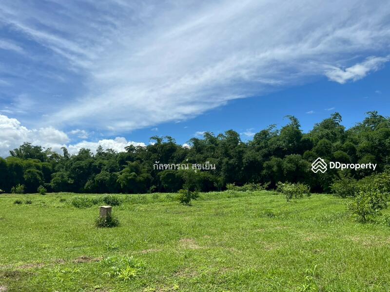 ขาย - ที่ดิน 58-1-60 ไร่ ปลูกไผ่ทอง พร้อมเรือนไม้สัก ต.หนองหญ้าปล้อง อ.หนองหญ้าปล้อง จ.เพชรบุรี, เพชรบุรี