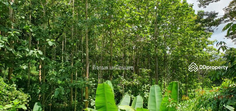 ขาย - 57000, เชียงราย