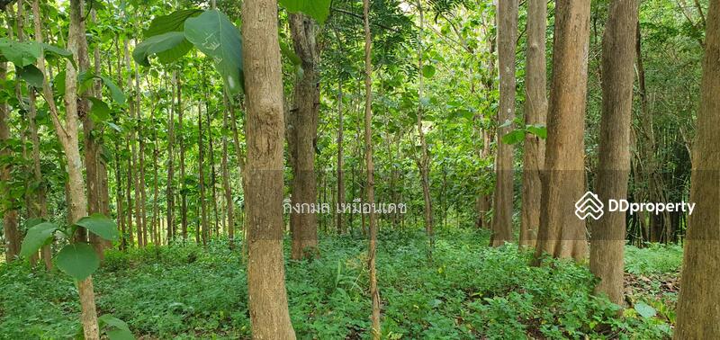 ขาย - 57000, เชียงราย