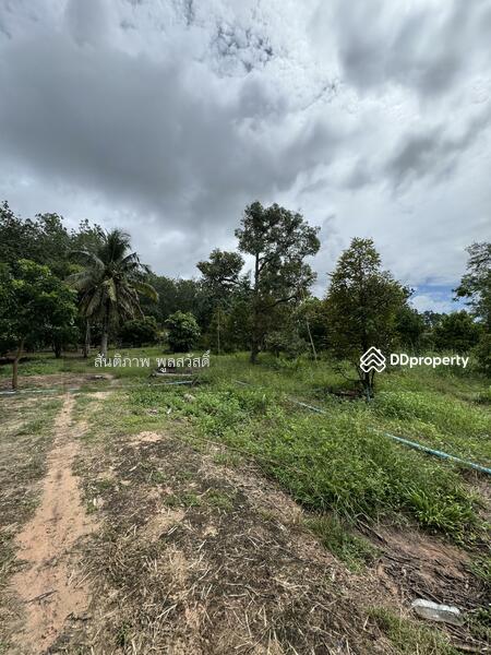 For Sale - Land Chakphong, Klaeng, Rayong
