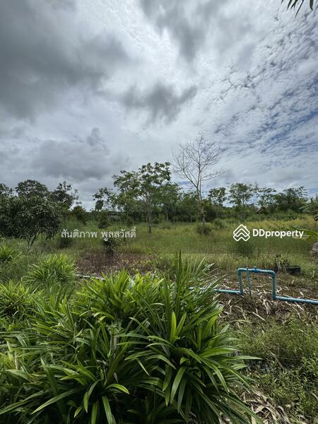 For Sale - Land Chakphong, Klaeng, Rayong