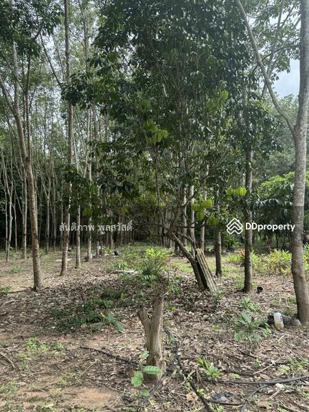 For Sale - Land Chakphong, Klaeng, Rayong