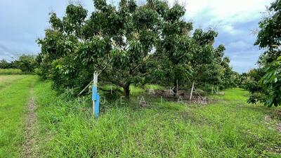 ขาย - ตำบล วังใหม่, สระแก้ว