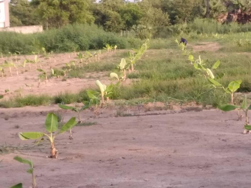 <th>, pathum-thani, 1 ปทุมสายใน, Bang Prok, Muang Pathum Thani, Pathum Thani, , 31,934 sqm, Land For Sale, by Wanlapa Charoonthum, 60180510 - DDproperty.com