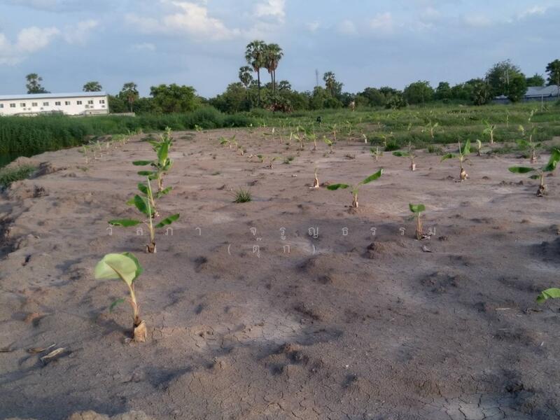 <th>, pathum-thani, 1 ปทุมสายใน, Bang Prok, Muang Pathum Thani, Pathum Thani, , 31,934 sqm, Land For Sale, by Wanlapa Charoonthum, 60180510 - DDproperty.com