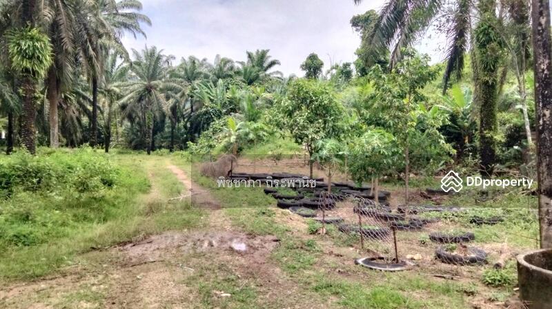 ขาย - ที่ดินเปล่า, พังงา