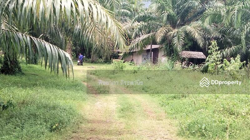 ขาย - ที่ดินเปล่า, พังงา