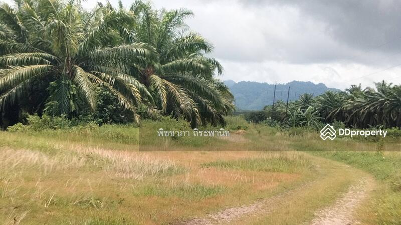 ขาย - ที่ดินเปล่า, พังงา