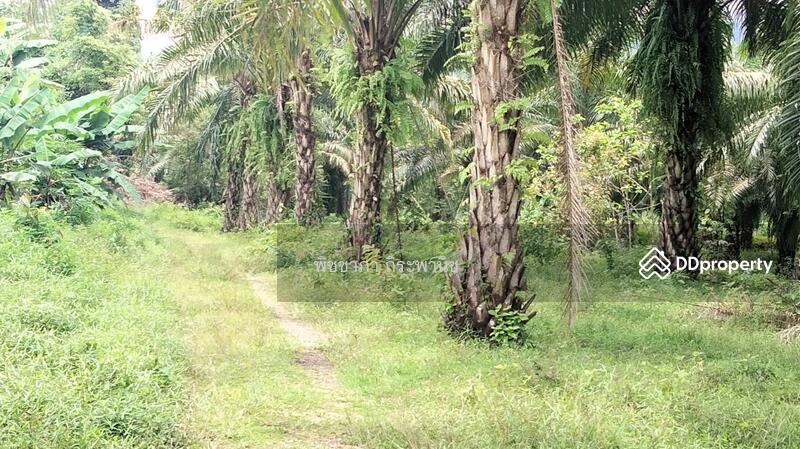 ขาย - ที่ดินเปล่า, พังงา