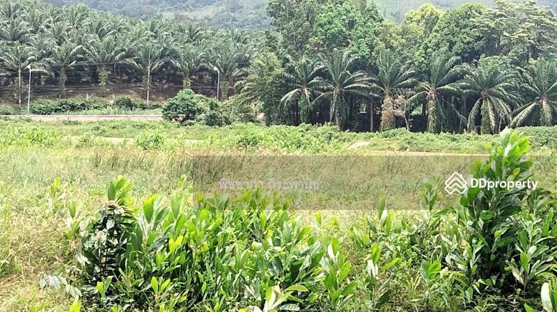 ขาย - ที่ดินเปล่า, พังงา