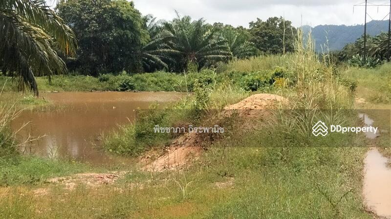 ขาย - ที่ดินเปล่า, พังงา