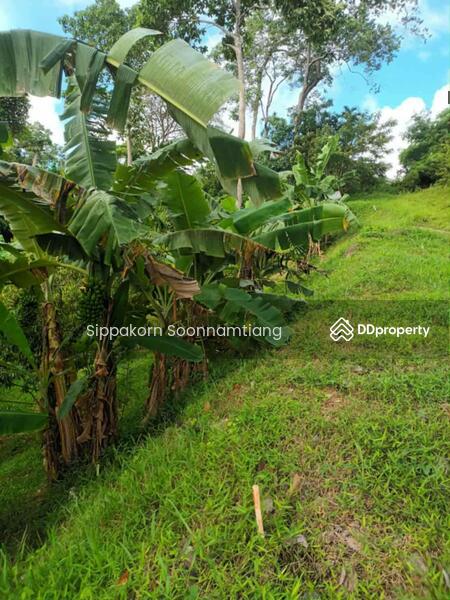 ขาย - Land for Sale Sea-View, Kata beach, Phuket ขายที่ดินซีวิว หาดกะตะ ภูเก็ต, ภูเก็ต