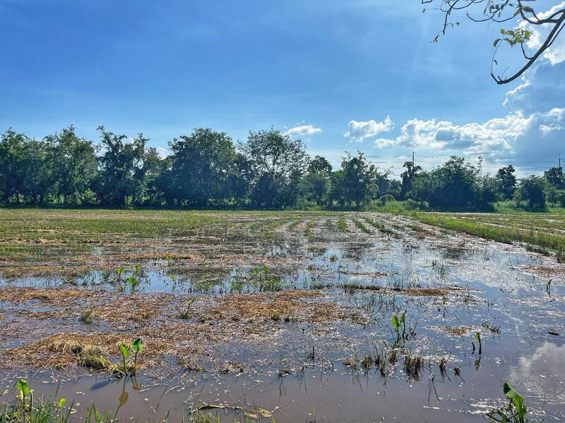 For Sale - ที่ดินเขาท่าพระ ชัยนาท, Chai Nat