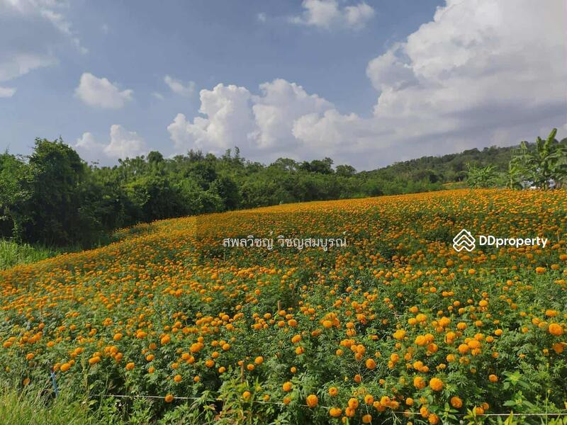 ขาย - ที่ดินปากช่องติดลำธาร, นครราชสีมา