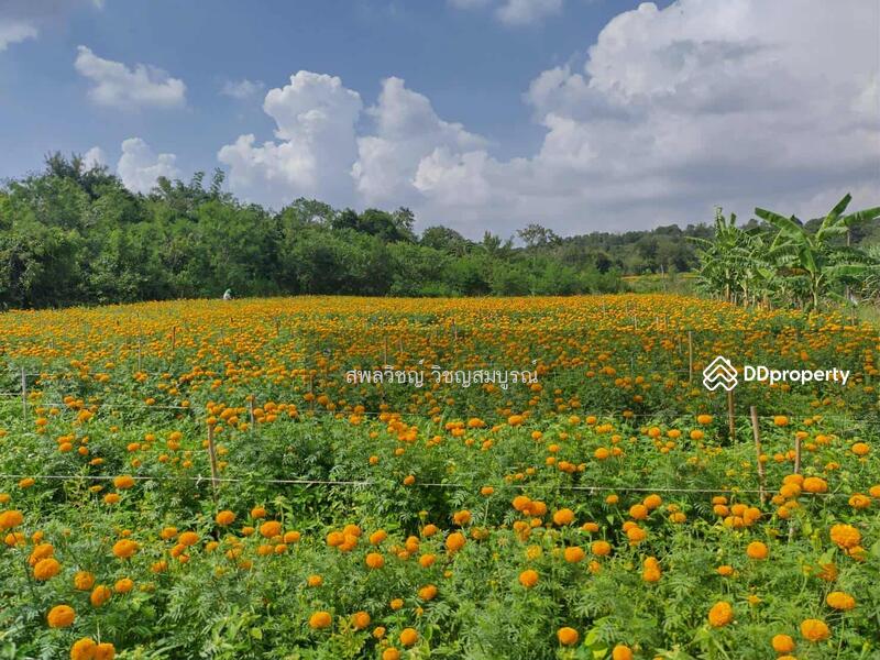 ขาย - ที่ดินปากช่องติดลำธาร, นครราชสีมา