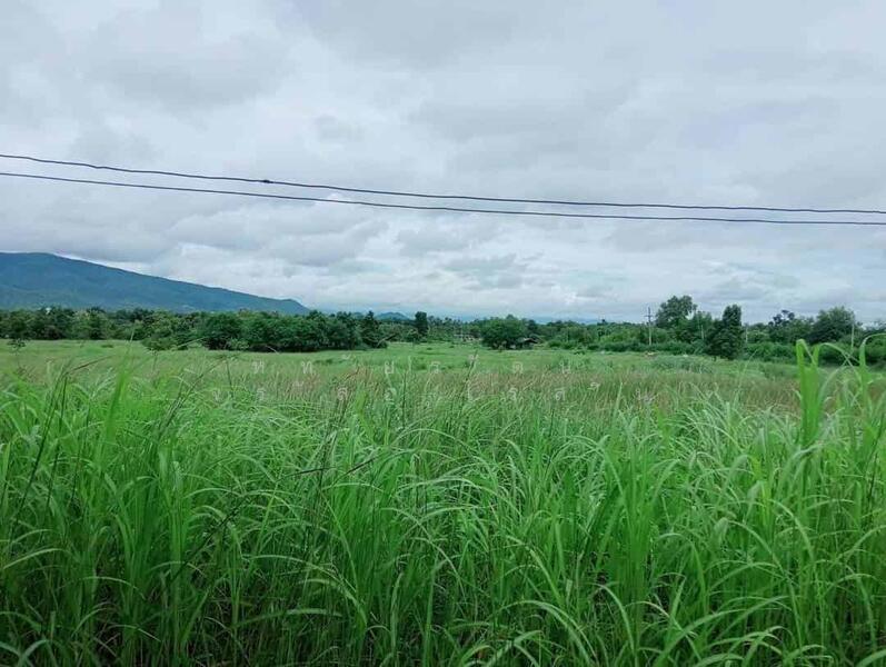 ขาย - ที่ดิน 55-1-48 ไร่ อ.บ้านโฮ่ง ลำพูน, ลำพูน