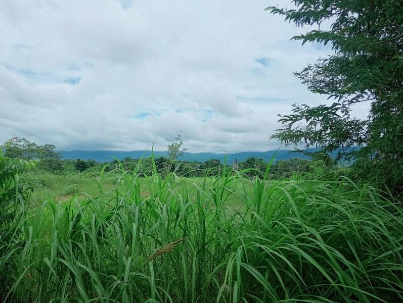 ขาย - ที่ดิน 55-1-48 ไร่ อ.บ้านโฮ่ง ลำพูน, ลำพูน