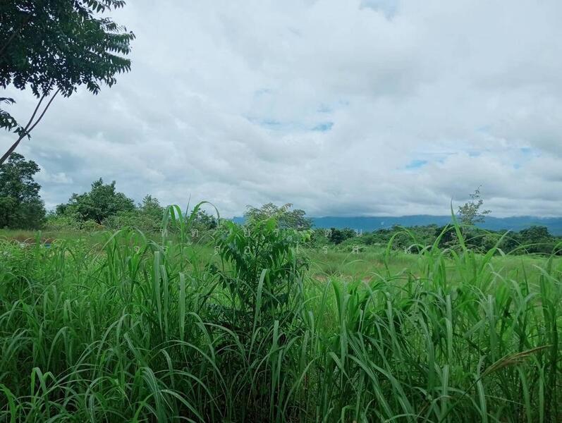 ขาย - ที่ดิน 55-1-48 ไร่ อ.บ้านโฮ่ง ลำพูน, ลำพูน