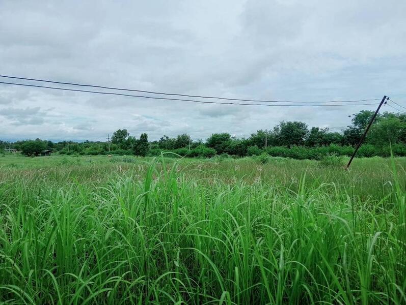 ขาย - ที่ดิน 55-1-48 ไร่ อ.บ้านโฮ่ง ลำพูน, ลำพูน
