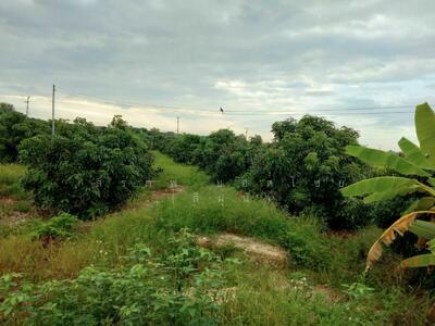 ขาย - ขายที่ดิน ขนาด 4 ไร่ 18 ตร.วา (ติดถนน 3 ด้าน) อำเภอแม่วาง จ.เชียงใหม่, เชียงใหม่