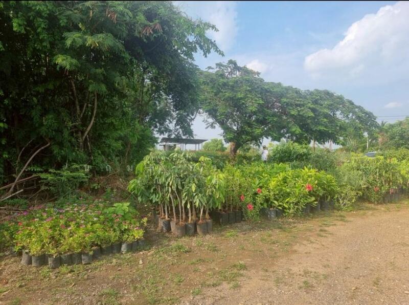 ขาย - ขายที่ดินติดถนนใหญ่ โซนสีชมพู พญาเย็น ปากช่อง นครราชสีมา โฉนดครุฑแดง พร้อมโอน 59 ไร่ ทำเลศักยภาพมาก, นครราชสีมา