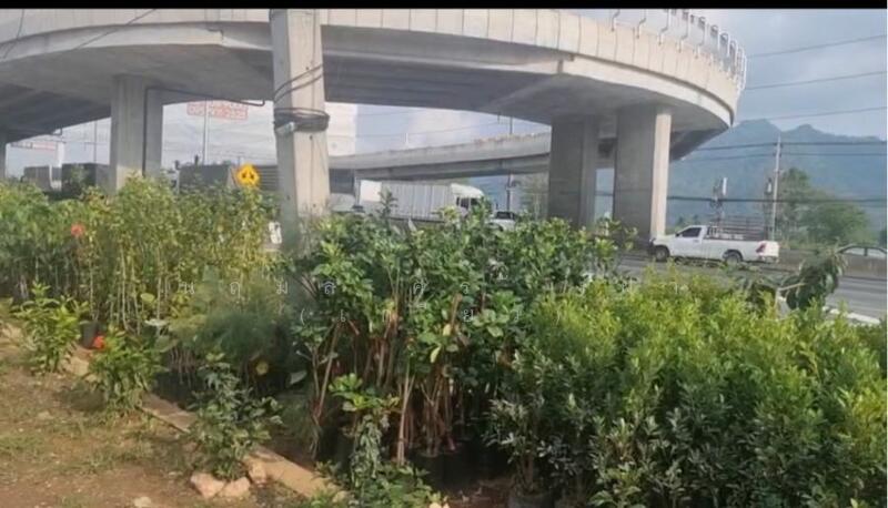 For Sale - ขายที่ดินติดถนนใหญ่ โซนสีชมพู พญาเย็น ปากช่อง นครราชสีมา โฉนดครุฑแดง พร้อมโอน 59 ไร่ ทำเลศักยภาพมาก, Nakhon Ratchasima