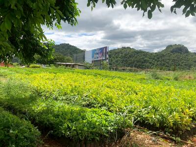 ขาย - ขายที่ดินติดถนนใหญ่ โซนสีชมพู พญาเย็น ปากช่อง นครราชสีมา โฉนดครุฑแดง พร้อมโอน 59 ไร่ ทำเลศักยภาพมาก, นครราชสีมา