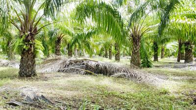ขาย - ขายสวนปาล์ม จำนวน 14 ไร่, หนองคาย