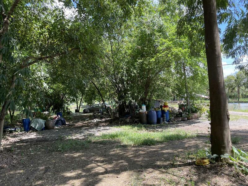 ขาย - ขายที่ดิน 101 ไร่ 1 งาน 3 ตารางวา ถนนรังสิตคลอง10 ต.บึงบา อ.หนองเสือ ปทุมธานี, ปทุมธานี