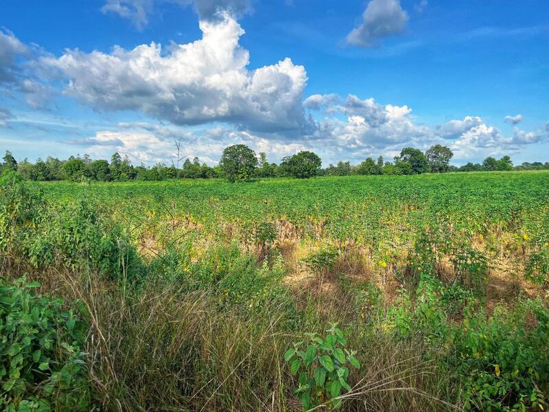 For Sale - https://www.klungbaan.com/property/ขายที่ดิน-เนื้อที่-41-ไร่-2-ง-2/, Chai Nat