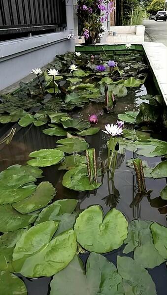 หาไม่เจอ, นนทบุรี, 1 บางกรวย-ไทรน้อย, บางบัวทอง, บางบัวทอง, นนทบุรี, 21 ตร.ม., บ้านเดี่ยว ขาย, โดย Connex Property, 60209172 - DDproperty.com