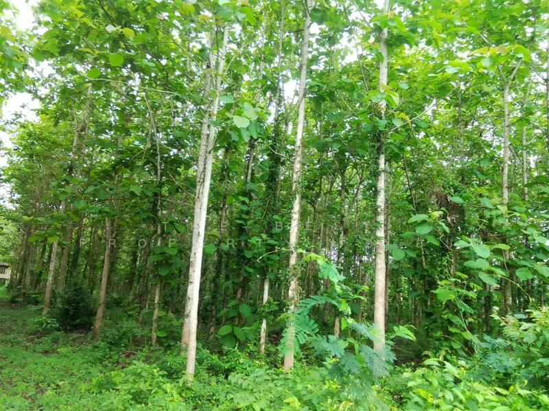 ขาย - ที่ดินผาสิงห์ น่าน, น่าน