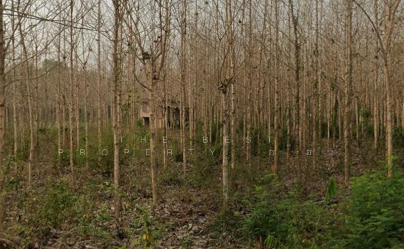 ขาย - ที่ดินผาสิงห์ น่าน, น่าน