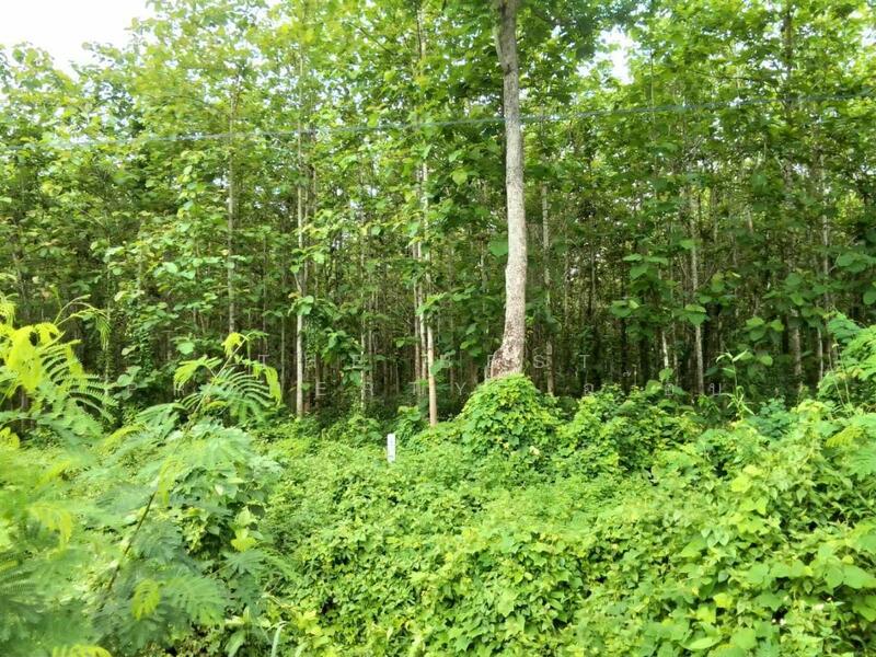 ขาย - ที่ดินผาสิงห์ น่าน, น่าน