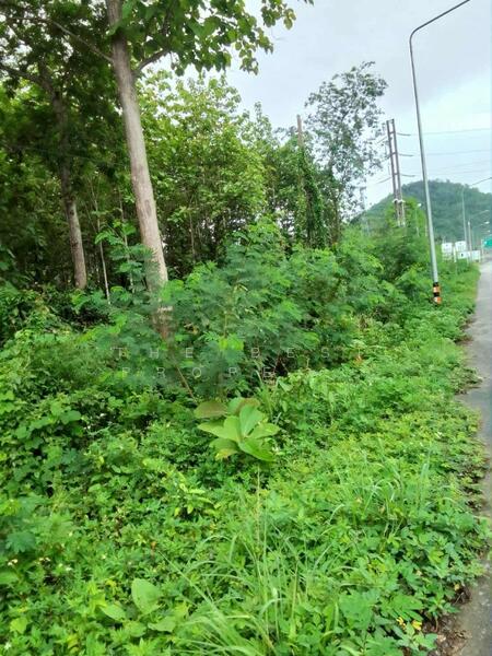 ขาย - ที่ดินผาสิงห์ น่าน, น่าน