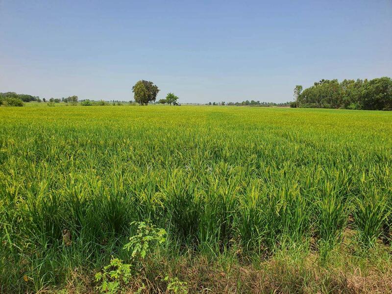 For Sale - ขายที่ดินที่ดินบางซ้าย อยุธยา 9 ไร่ 4.9x ลบ ติดถนน 2 ด้าน, Phra Nakhon Si Ayutthaya