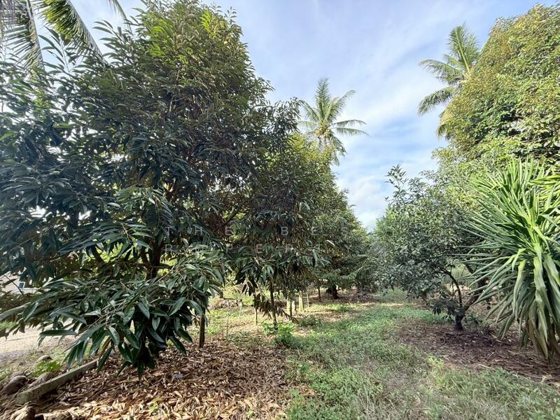 For Sale - ที่ดินท่าแซะ ชุมพร, Chumphon