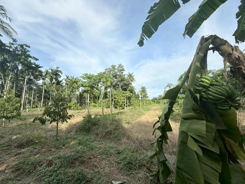 For Sale - ที่ดินท่าแซะ ชุมพร, Chumphon