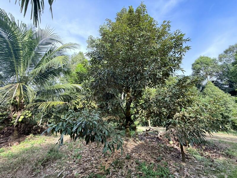 For Sale - ที่ดินท่าแซะ ชุมพร, Chumphon