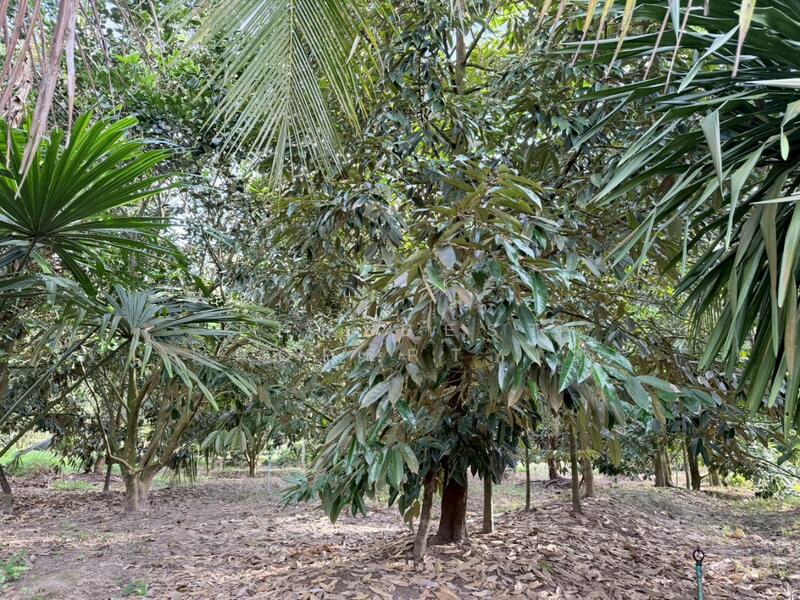 For Sale - ที่ดินท่าแซะ ชุมพร, Chumphon